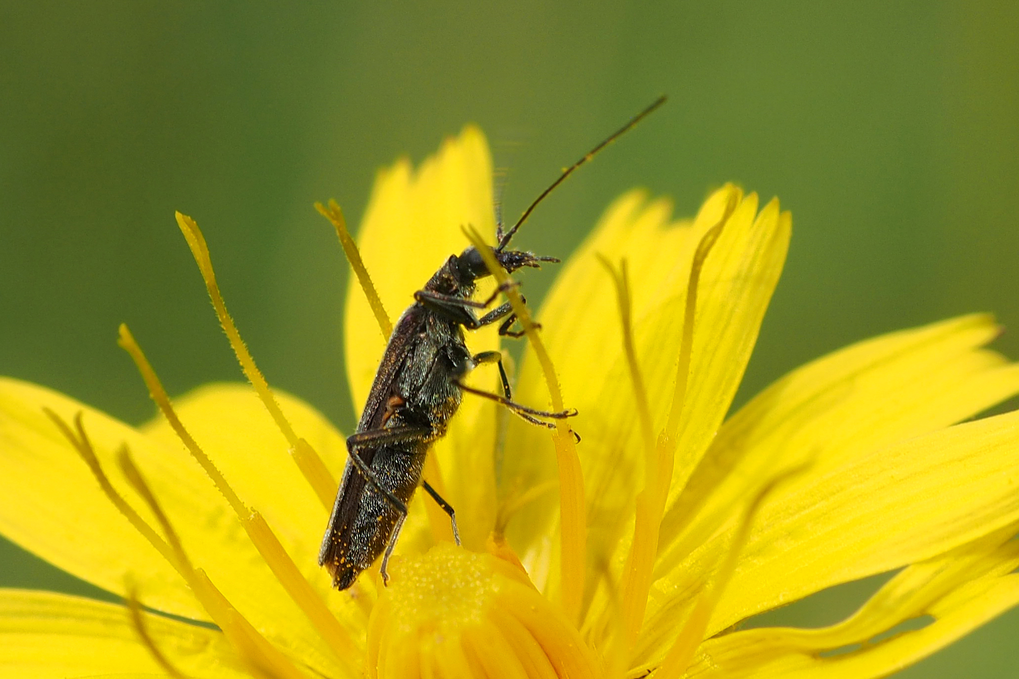 Wat ziet hier op Gewoon biggenkruid?